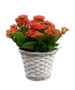 Kalanchoe