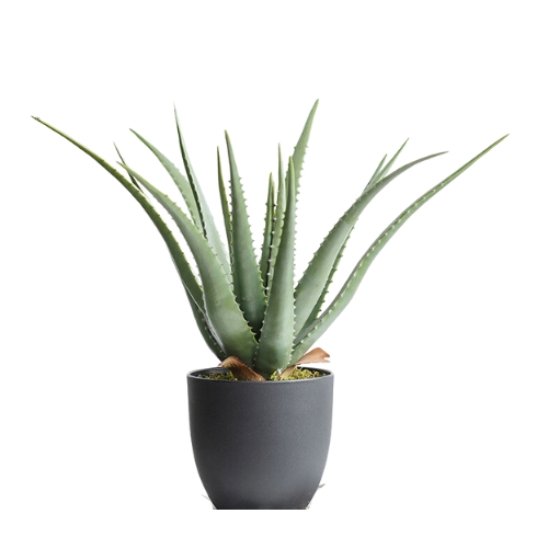 Aloe